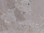 limestone tiles