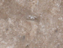 travertine tiles