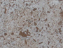 travertine tiles